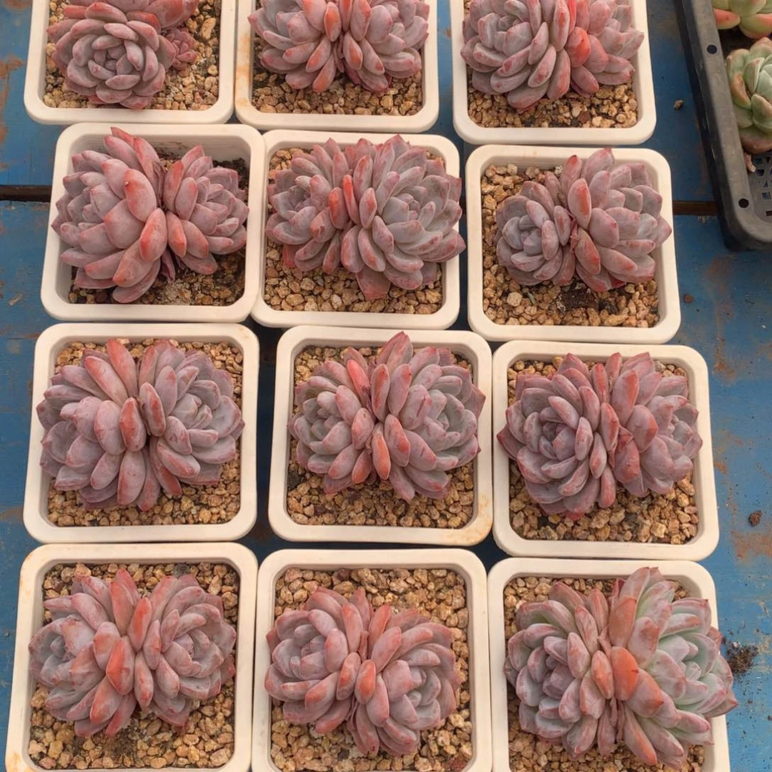 橙子小双头12颗组特价