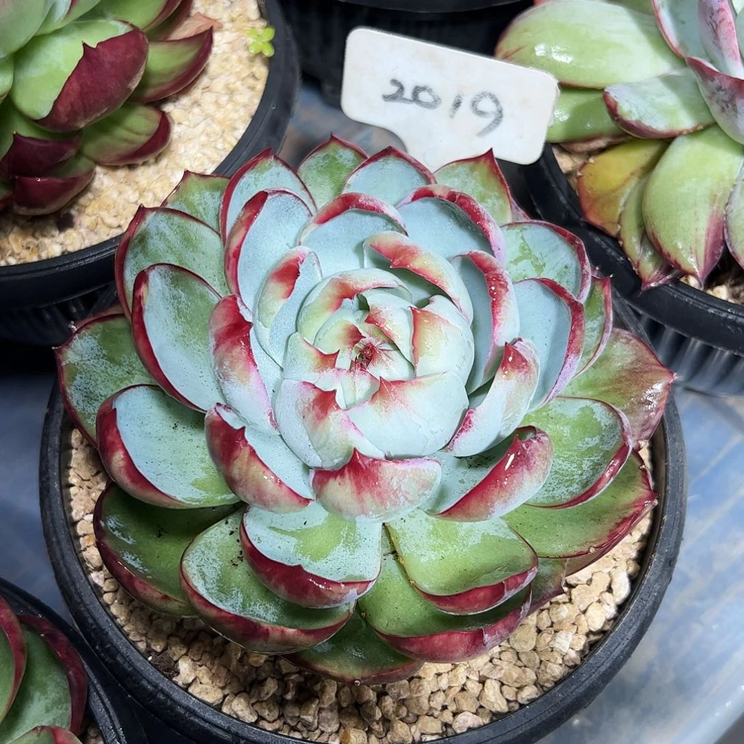 惊鸿仙子一物一拍2019号