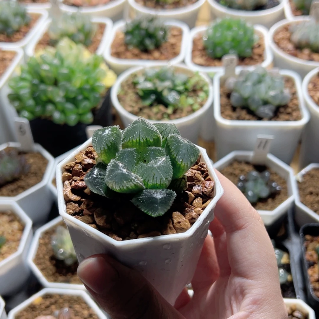 大窗史努比多肉植物