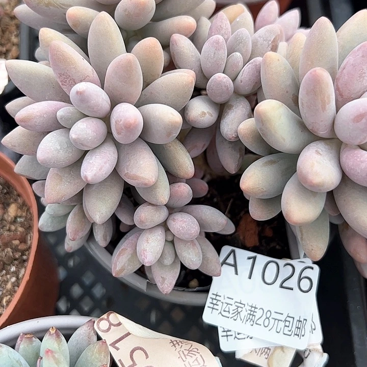 〆****o幸运的是我的朋友们