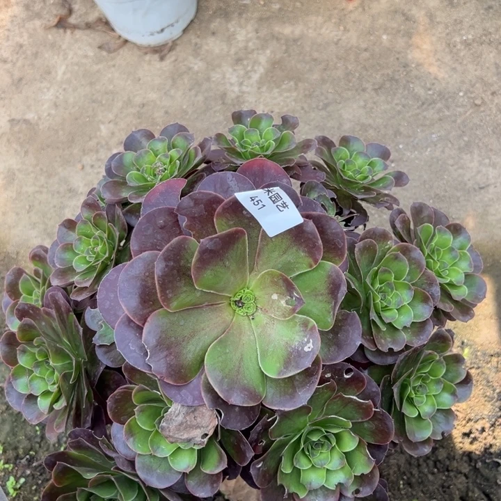 魅金玫瑰大手捧多肉植物451