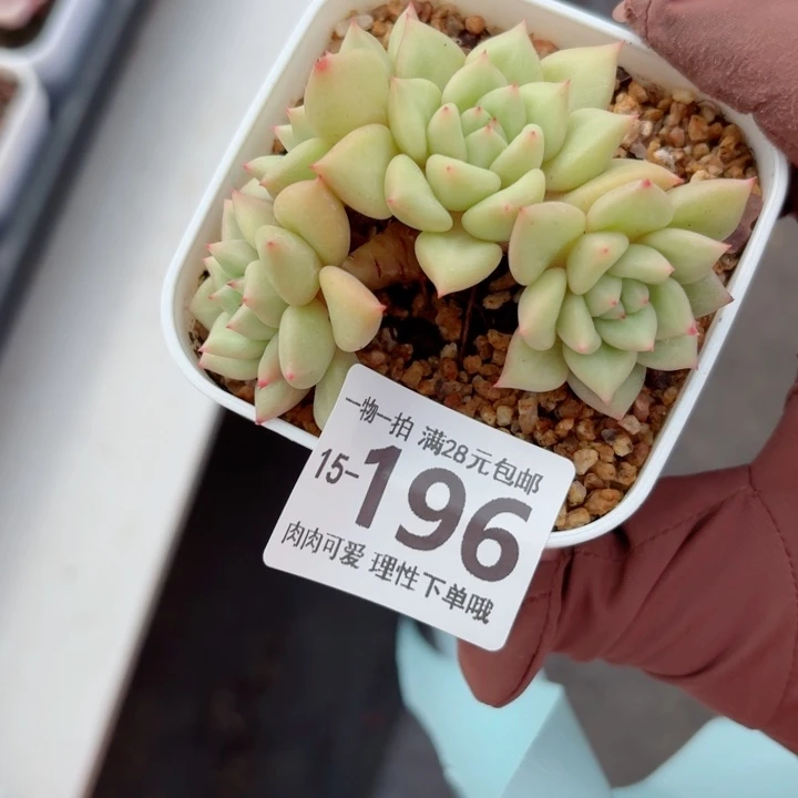 黄金象牙无盆土发货多肉多