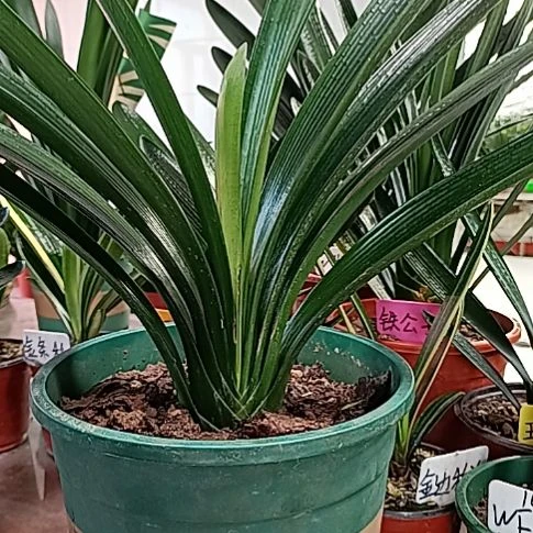 开***奶瑕疵福利