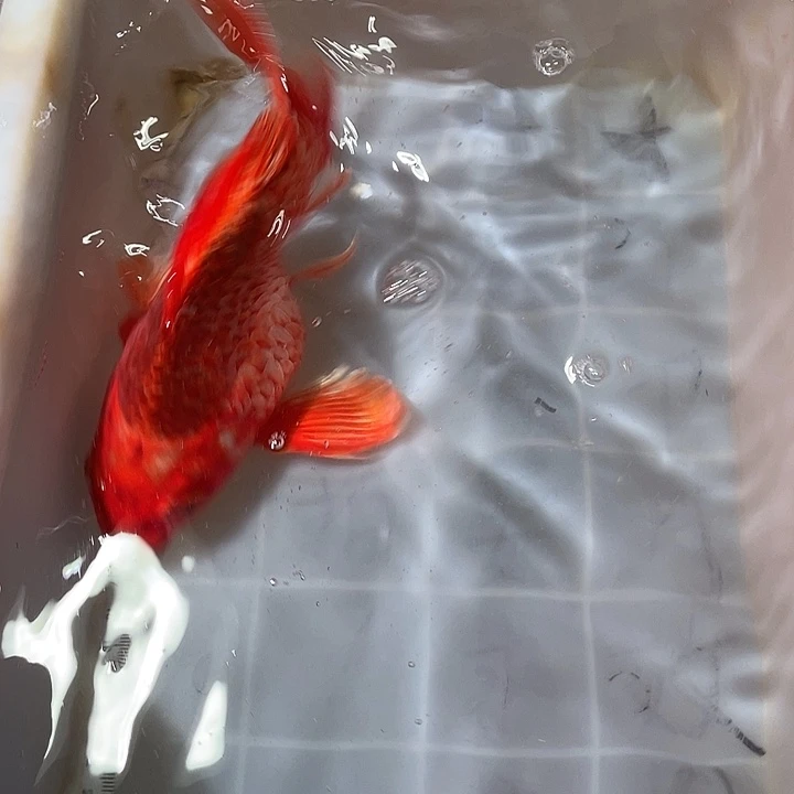 殇***蝴蝶鲤鱼渔场直发106