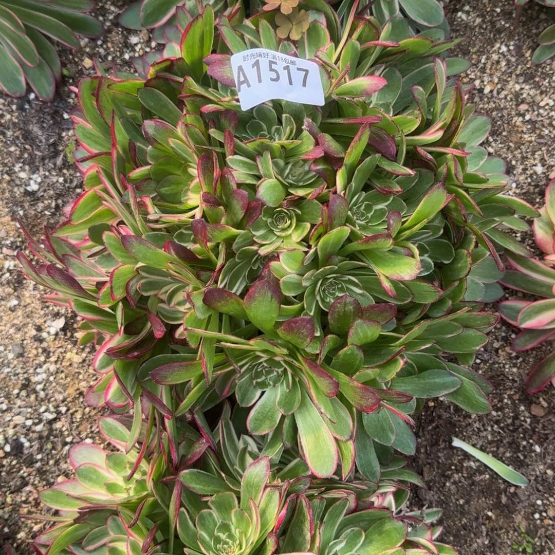 风**絮1517瑶光寄养到秋多肉植物