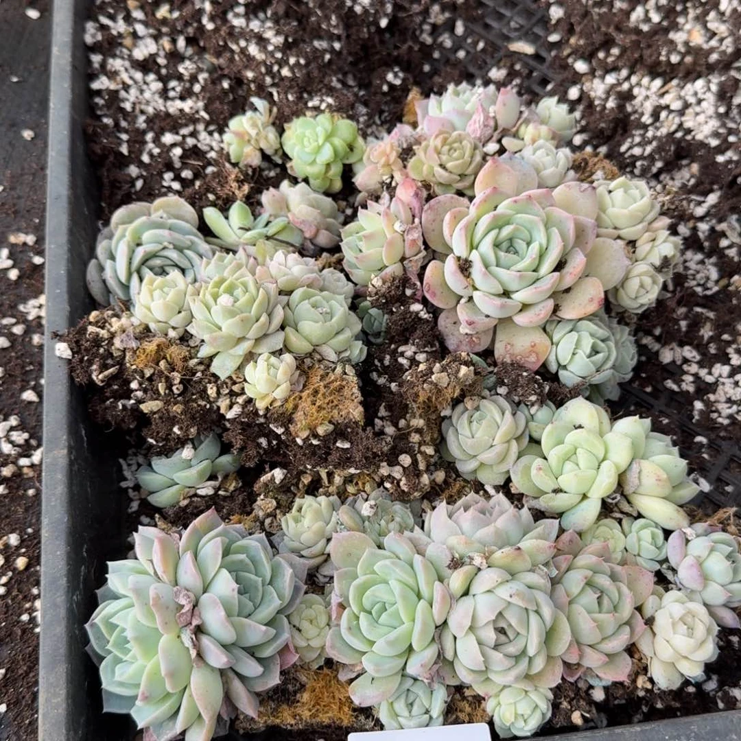 多肉杂交一物一拍11-74不带筐