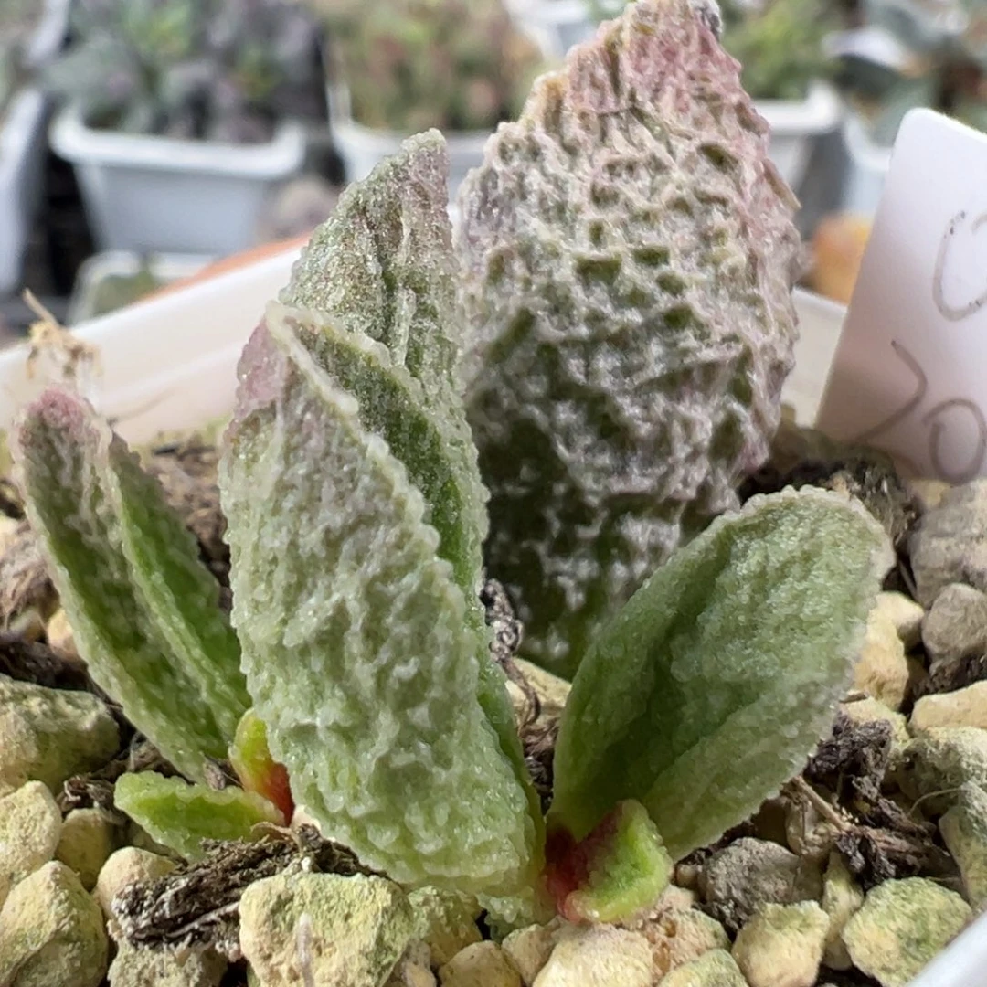 w乱纹款实生新品多肉植物