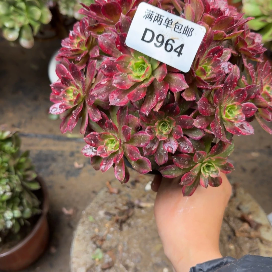 964安娜法师多肉