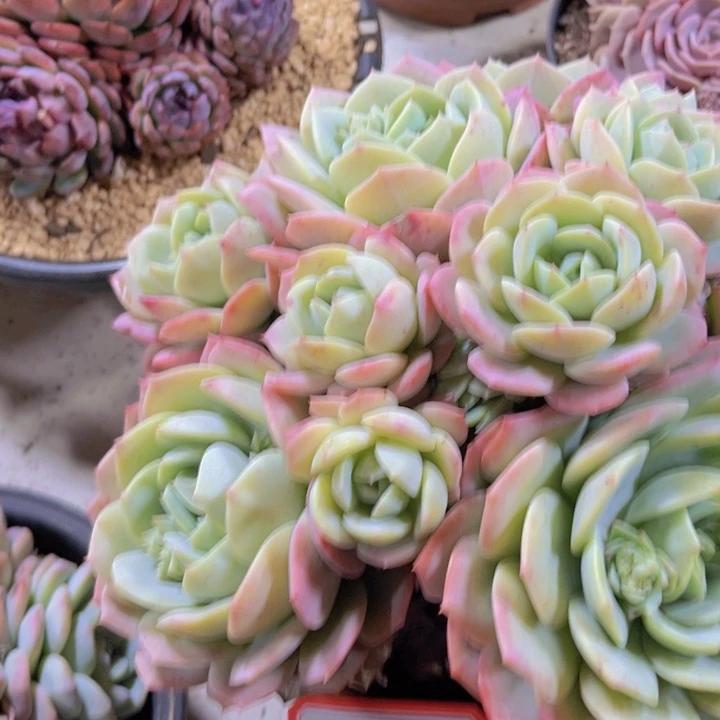 雨*声11-16恋曲多肉植物