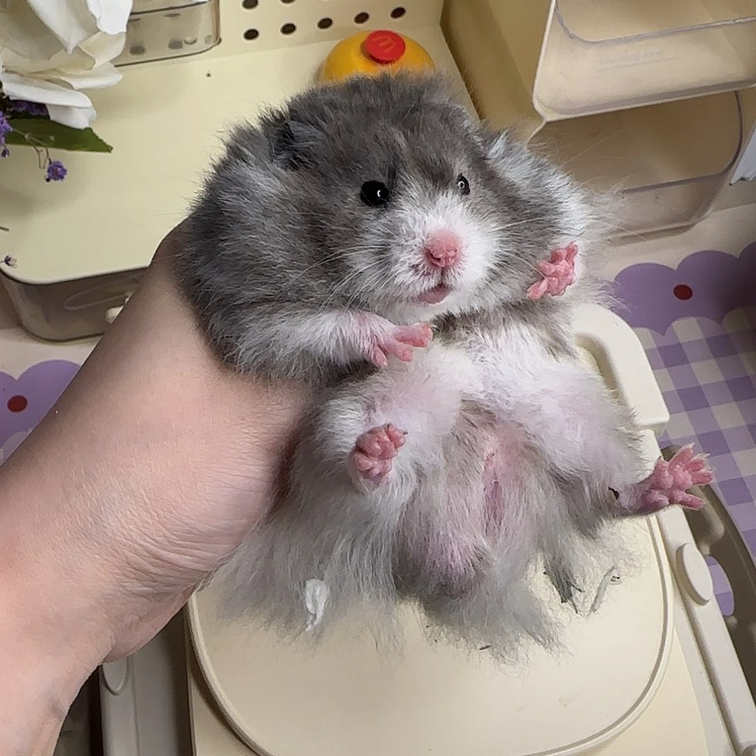 浓黑波弟弟3.26生日