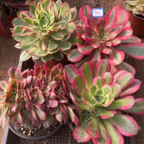 843多肉植物组合