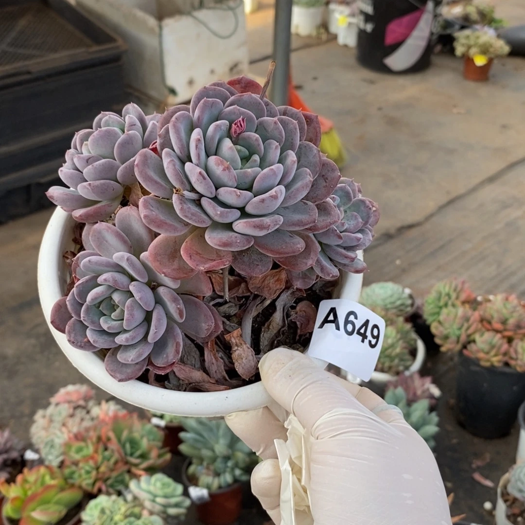 649玛瑙老桩一物一拍