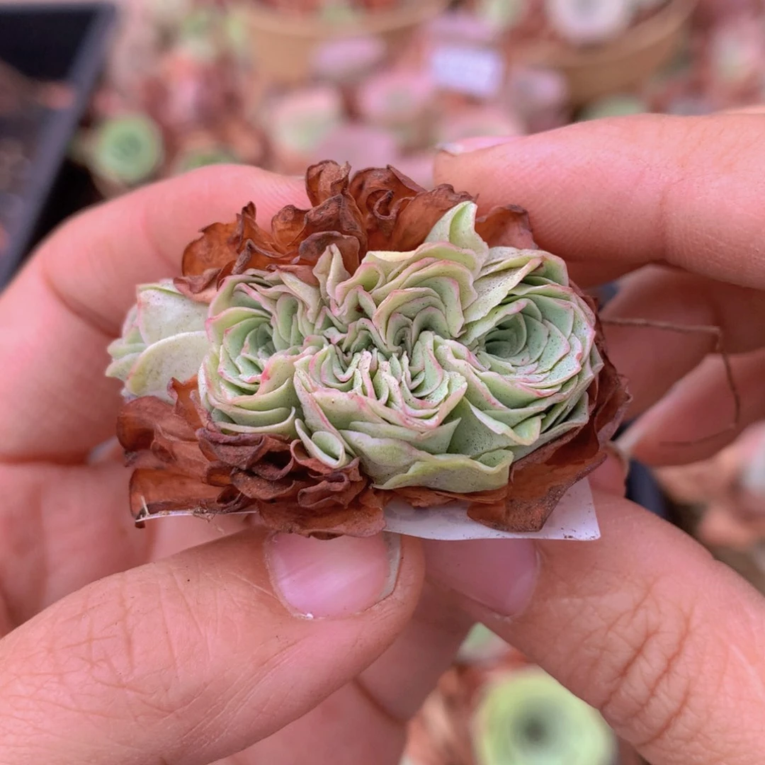 3234缀化f c vvvvv c c