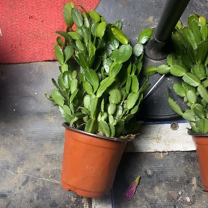 1盆多色仙指兰假昙花自根