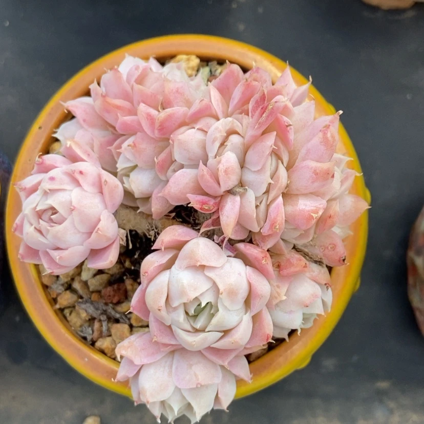 【闪购商品】女王群