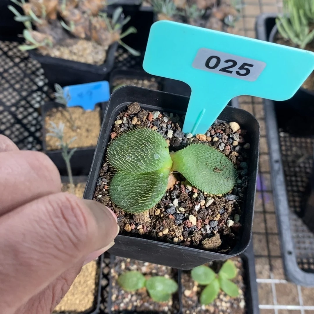 刺叶灯台百合一个