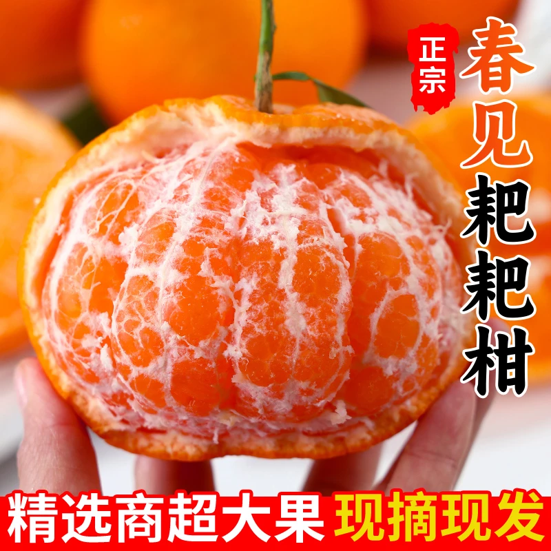 正宗春见耙耙柑整箱5-9斤橘子新鲜当季水果四川柑橘包邮