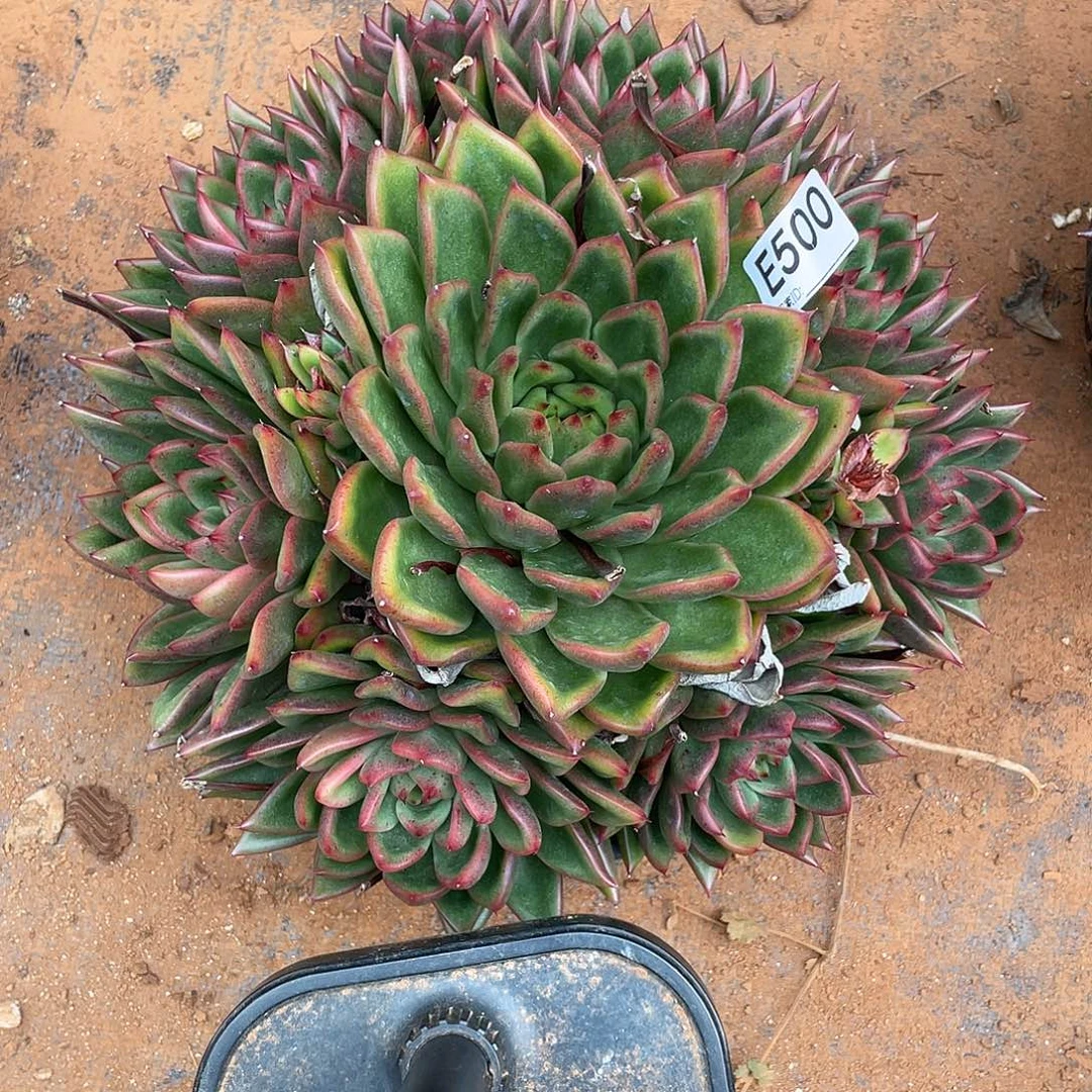 若如东云组拍E500