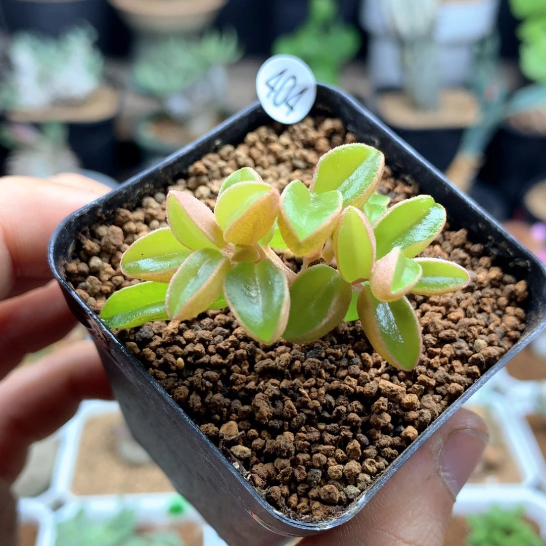 4头群粉背椒草多肉