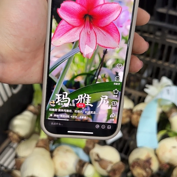 玛雅尼4公分左右自然球