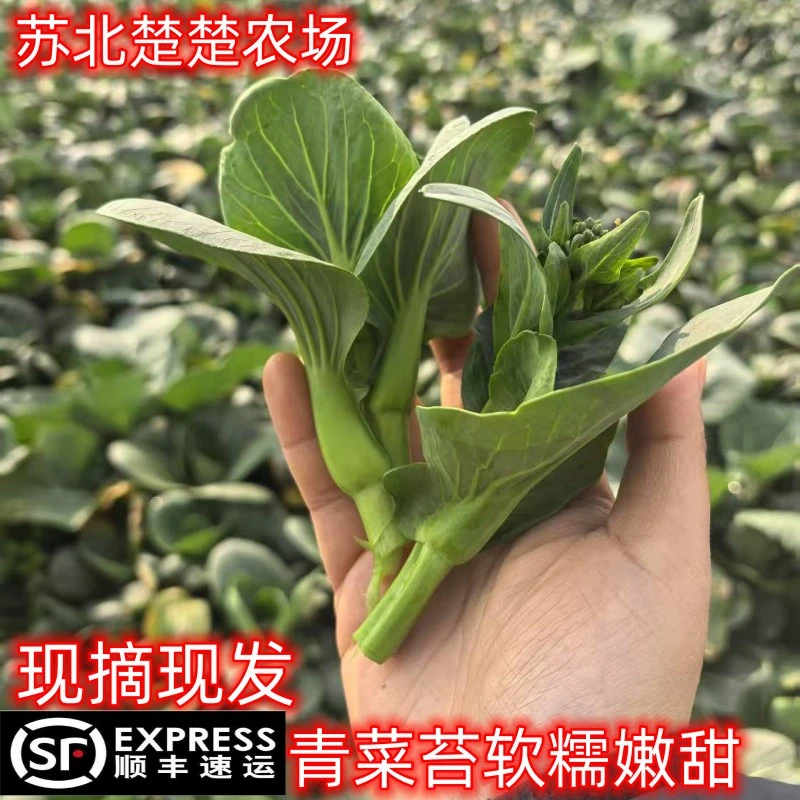 【顺丰包邮】苏北农家自种霜冻菜苔菜心现摘现发露天软糯香甜