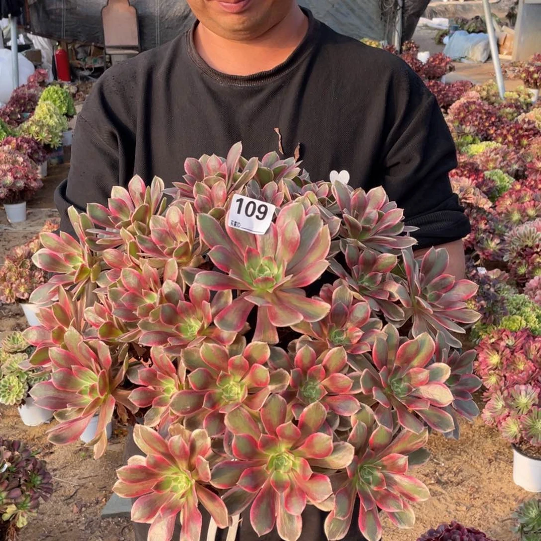 109浣纱多肉植物