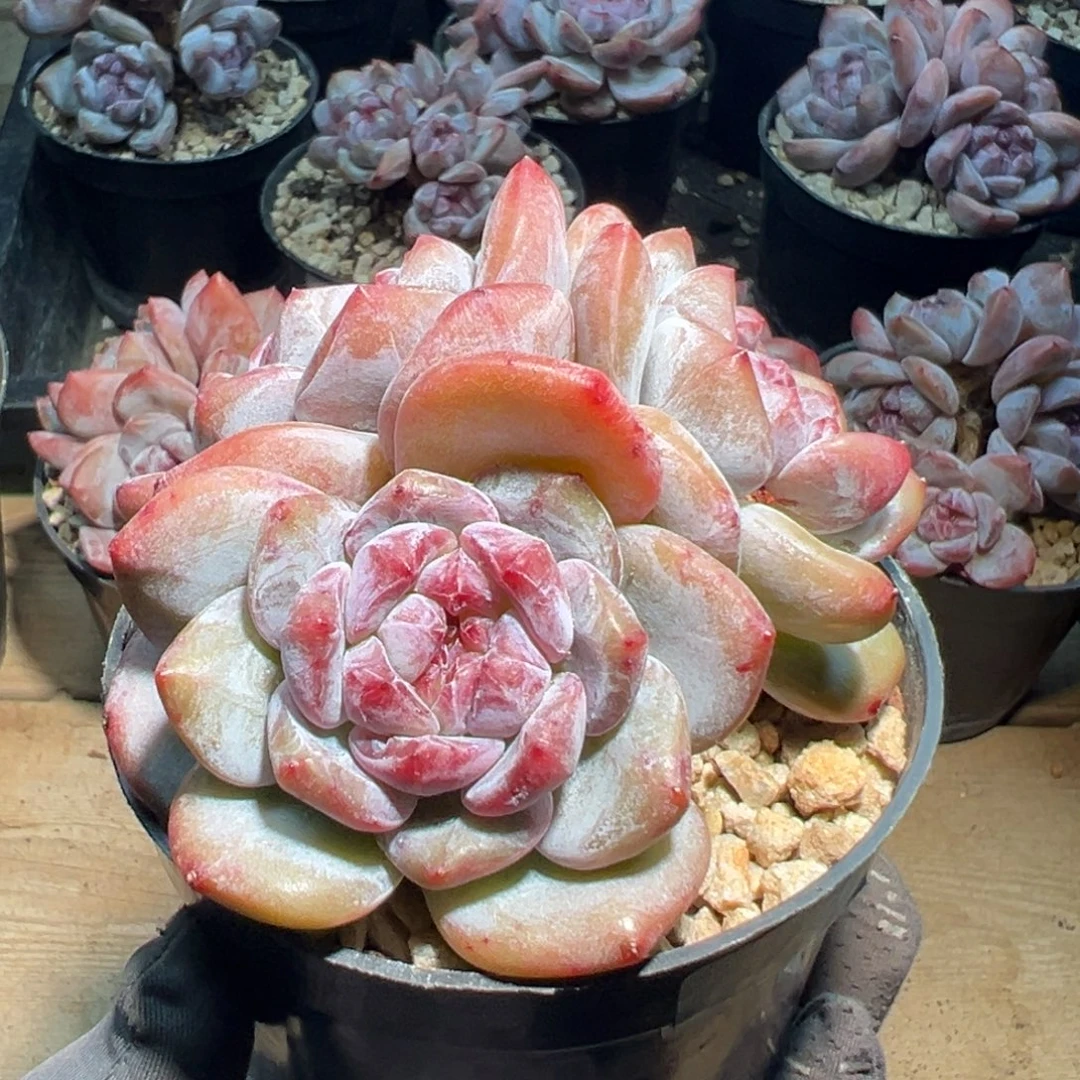 9公分哈哈哈哈哈哈哈哈哈