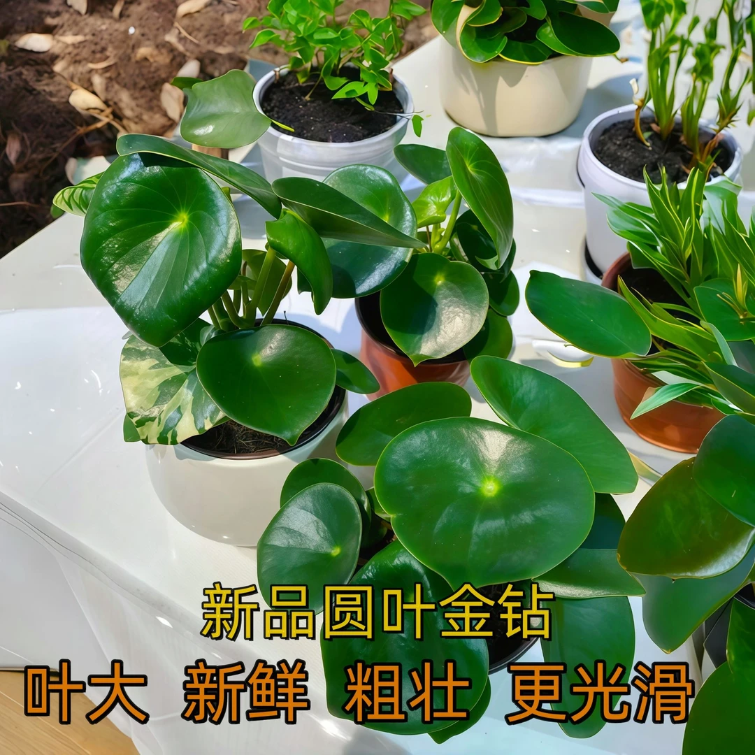 【新品圆叶金钻】室内绿植四季常青可水培土培盆栽吸甲醛办公室客厅