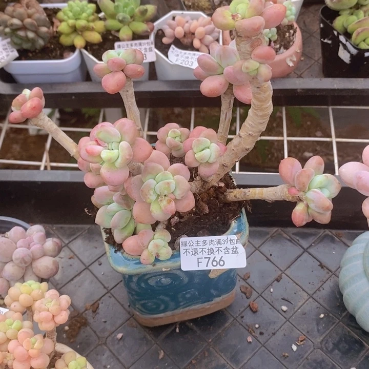 樱花洛神老桩766多肉植物