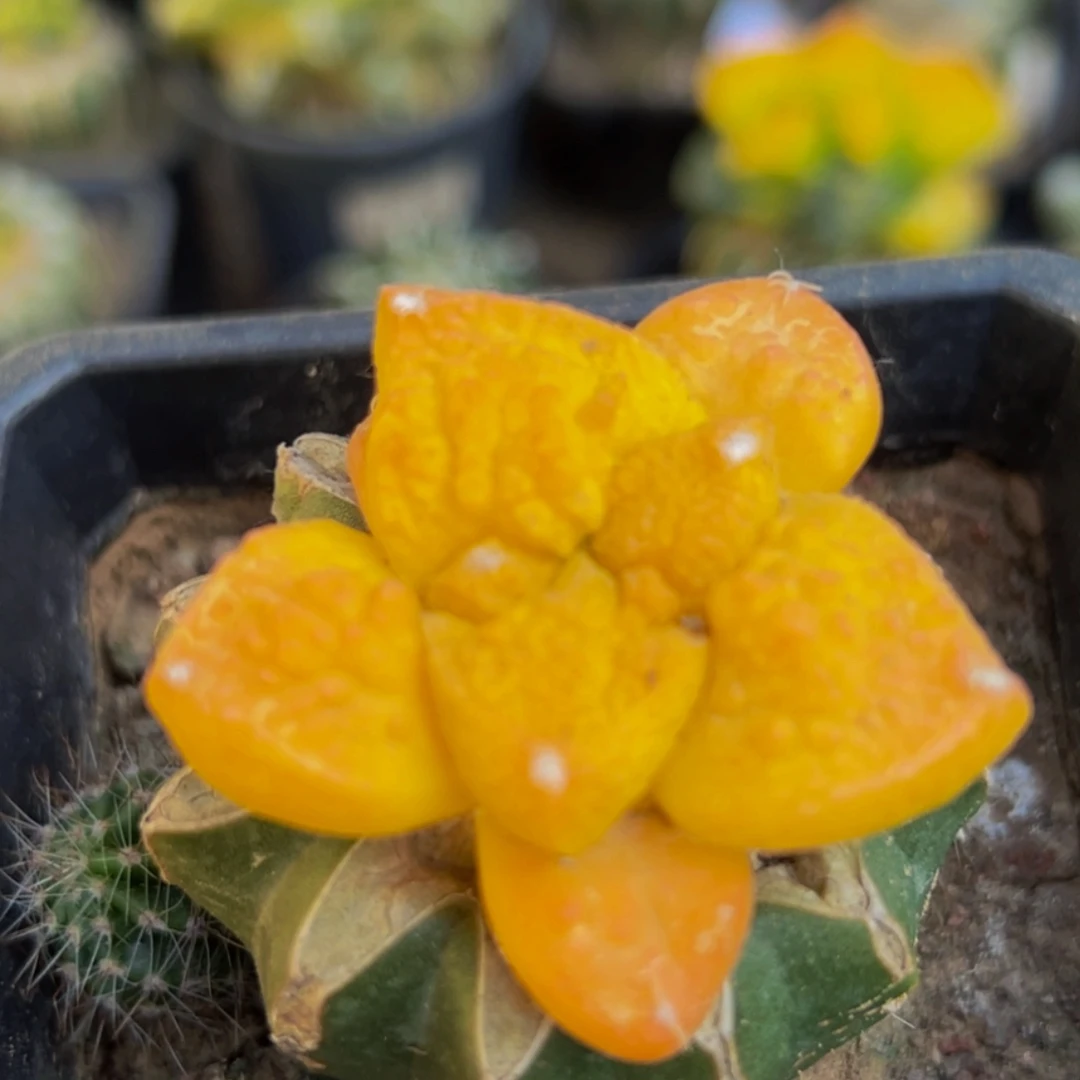 无花朵福利龟甲哥斯拉牡丹锦312