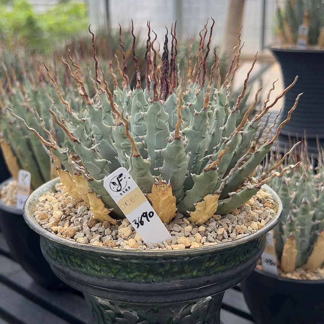 无花朵曲刺妖炎，熟桩福利