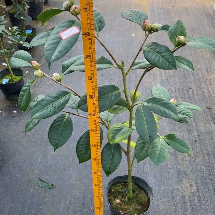 完全开放茶花大苹果1111111