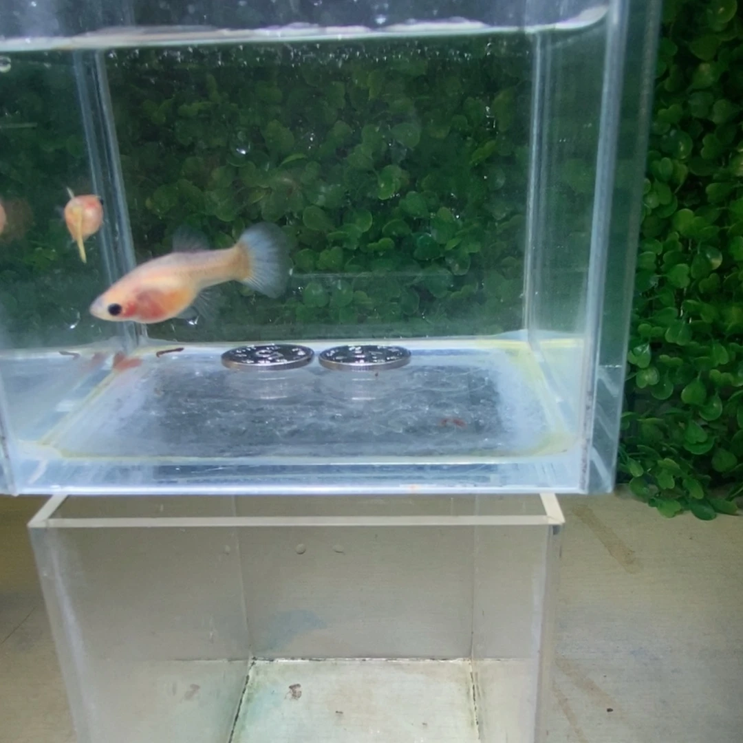 孔雀鱼黄金玻璃猫一对