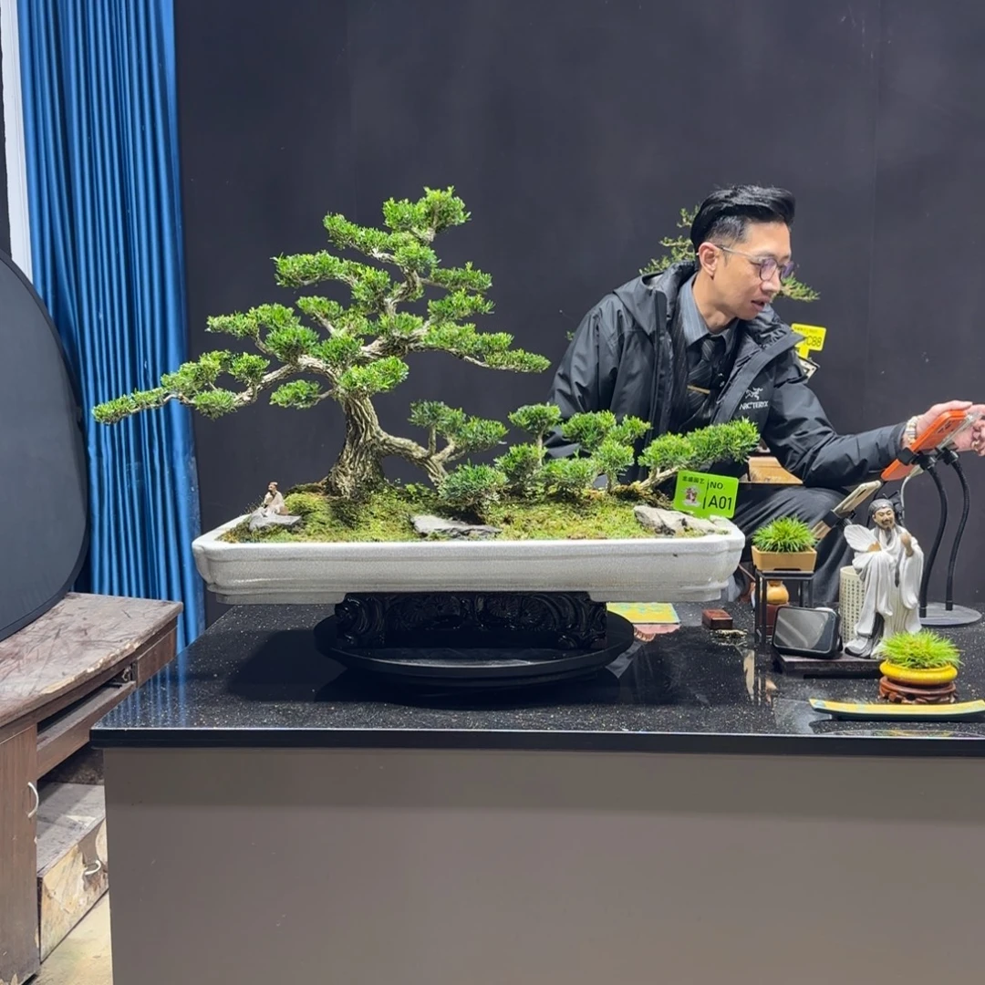 以实际为准黄杨室内室外盆景艺术