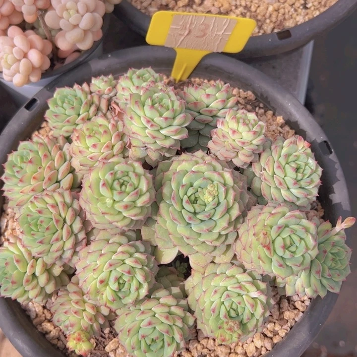 健健康康平平安安