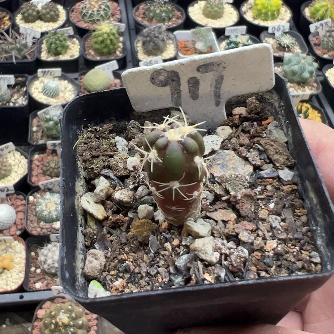 辣****917惠毛丸实生专拍