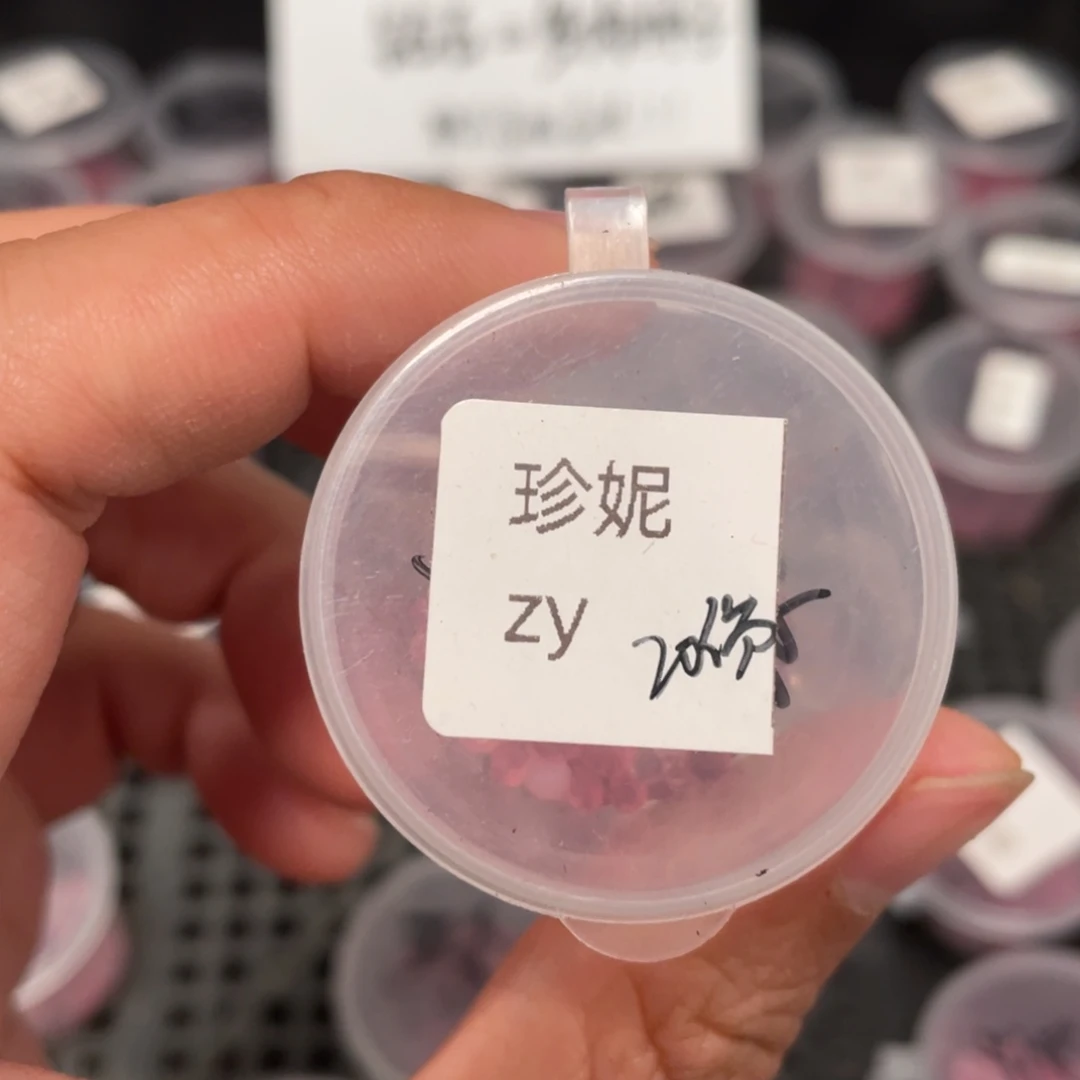 珍妮✖️皱叶20粒，新品