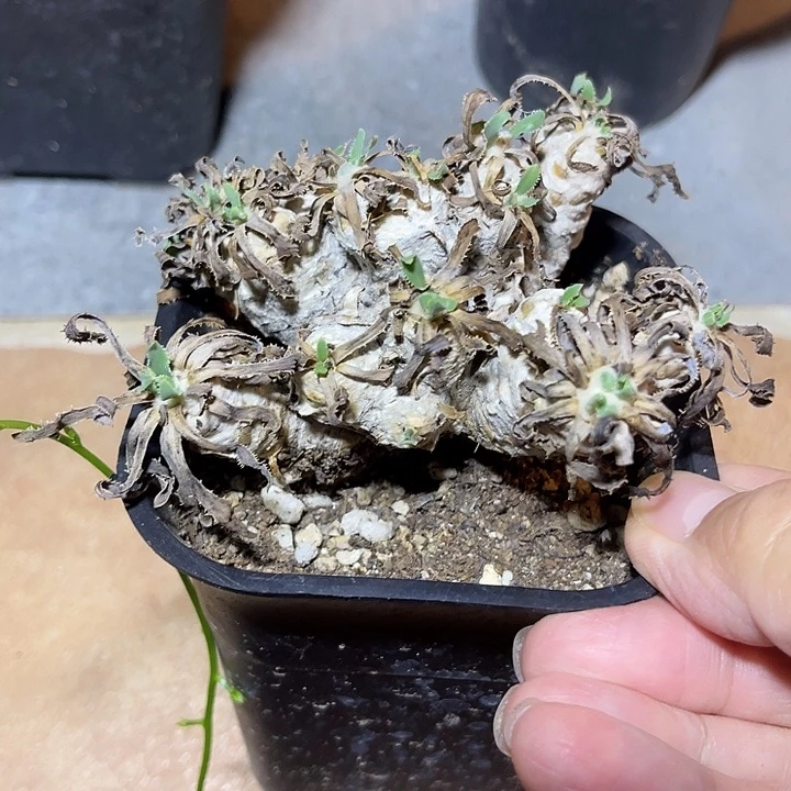 无花朵实生刨花厚敦菊一物一拍