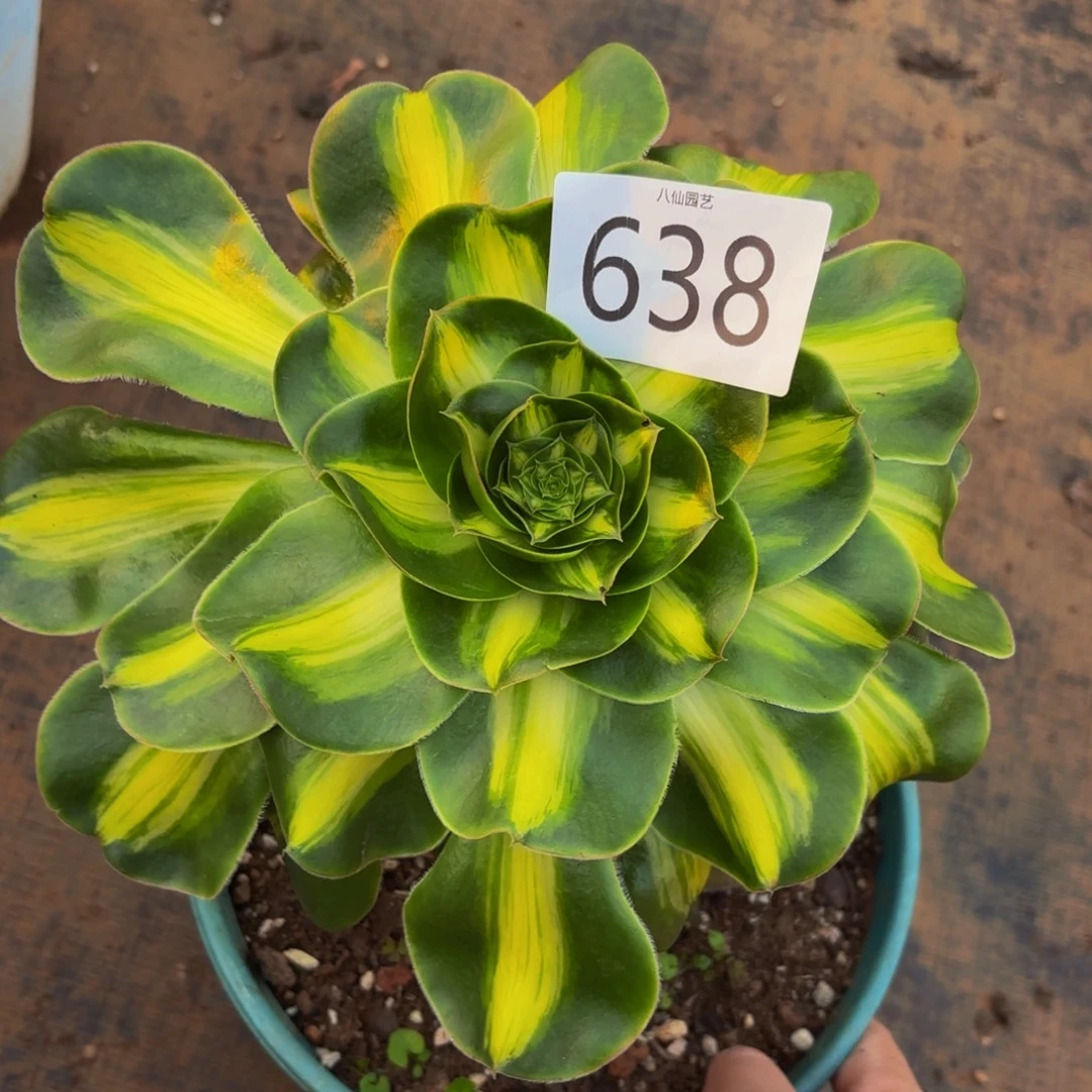 638多肉植物暴君特价
