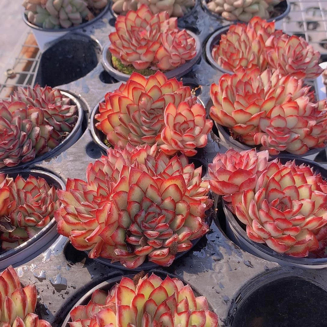 肉酱玫瑰3457899000000000