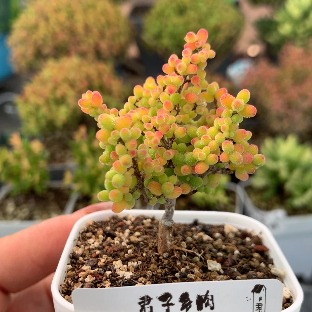 423蜜橘糖球