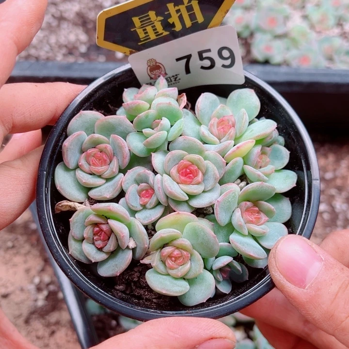 多肉植物多肉植物