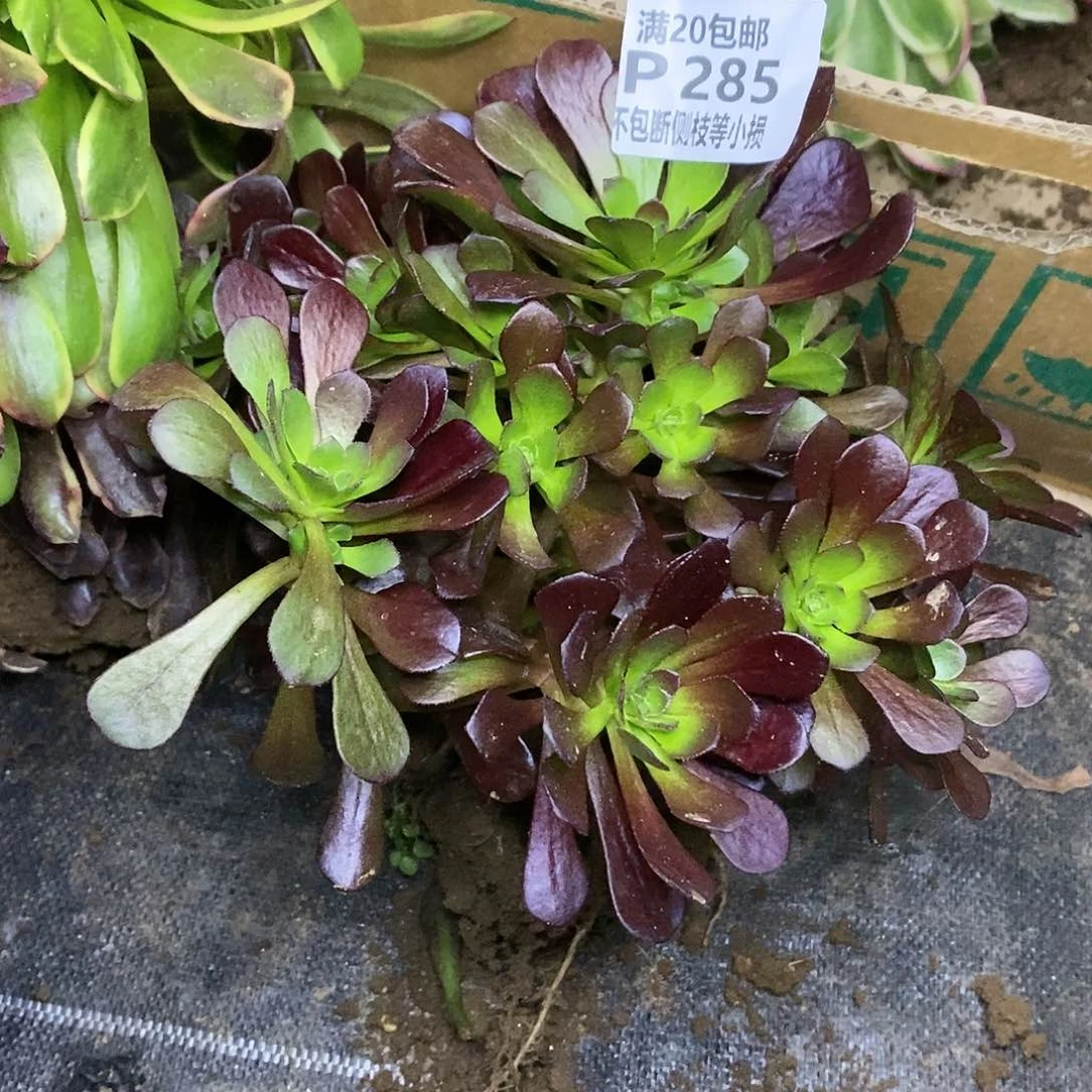 285红日多肉法师锦