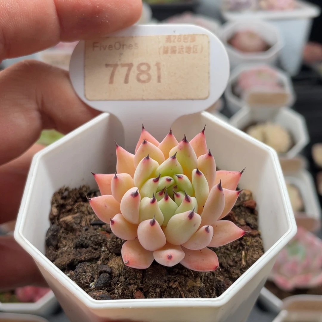 绿爪7781-4.0厘米