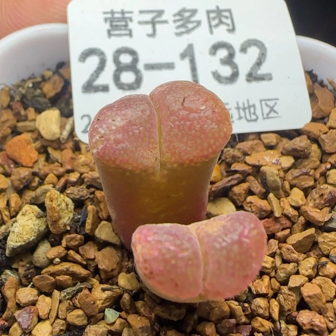 产地C10脱土发货。