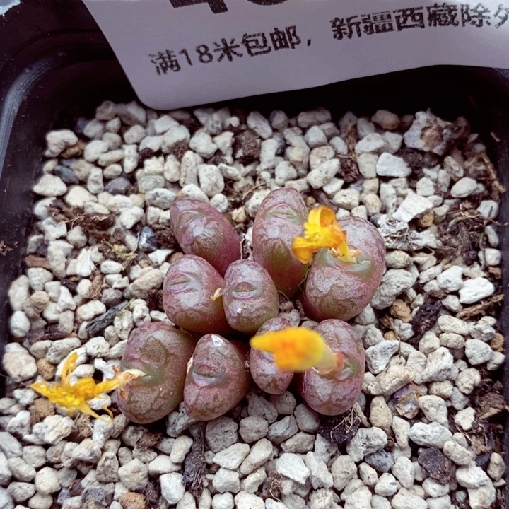 4059。