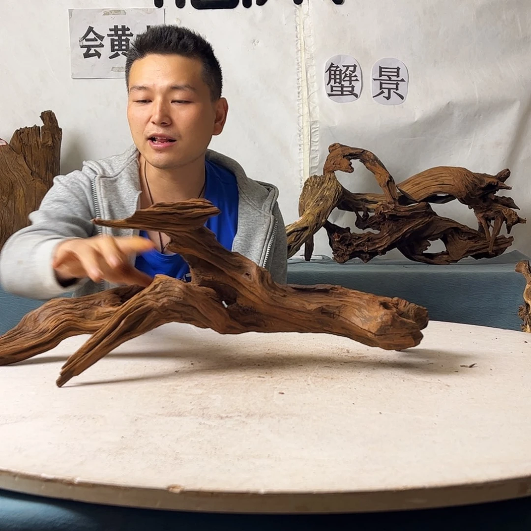 沉木造景爬宠造景