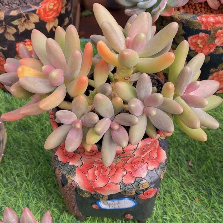 多肉植物糖果美人-4