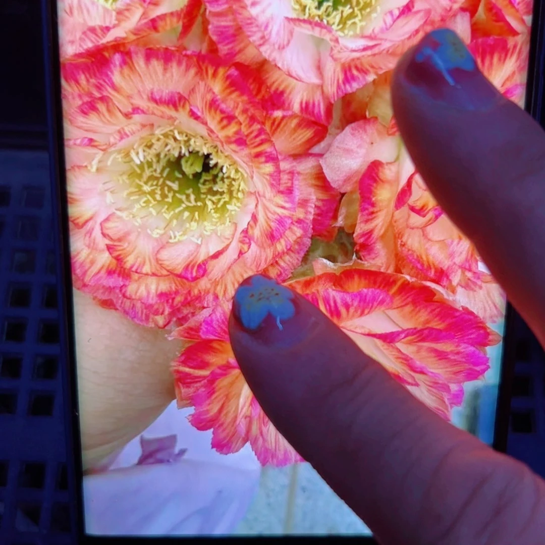 下27丽花美花3 歪无根侧芽3公分左右20包邮