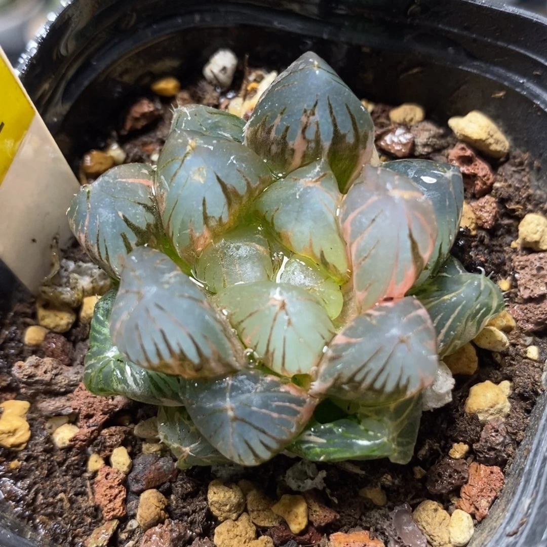 289龙爪玉露锦一物一拍
